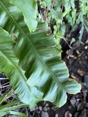 Asplenium scolopendrium scolopendrium