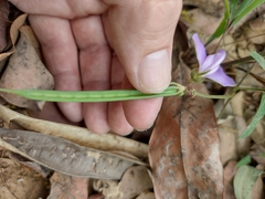 Centrosema pubescens