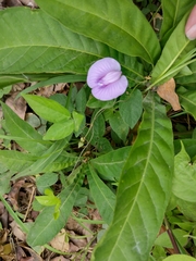 Centrosema pubescens