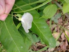 Centrosema pubescens