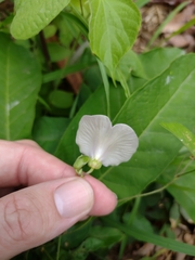 Centrosema pubescens