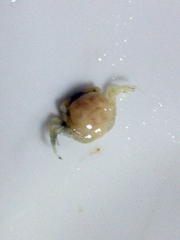 Arcotheres boninensis