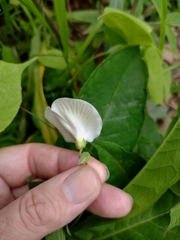 Centrosema pubescens