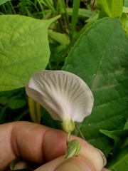 Centrosema pubescens