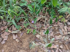 Centrosema pubescens