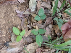 Centrosema pubescens