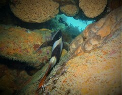 Pseudogoniistius nigripes