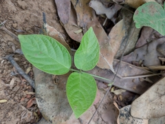 Centrosema pubescens