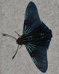 Phocides lilea