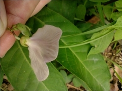 Centrosema pubescens