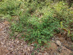 Centrosema pubescens