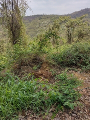 Centrosema pubescens