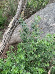 Prostanthera rotundifolia