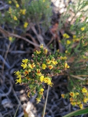Aspalathus ericifolia