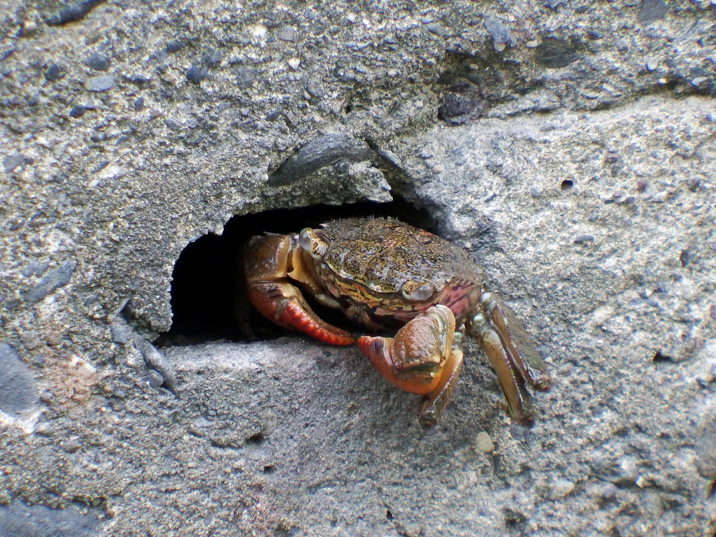 Red Clawed Crab