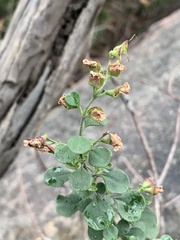 Prostanthera rotundifolia