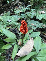 Arisaema serratum