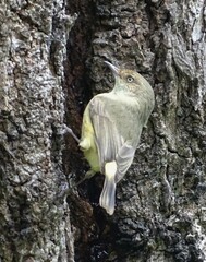 Acanthiza reguloides australis