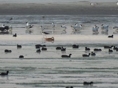 Leucophaeus pipixcan