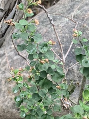 Prostanthera rotundifolia