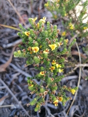 Aspalathus ericifolia