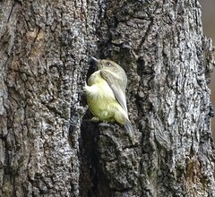 Acanthiza reguloides australis