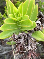 Crassula coccinea