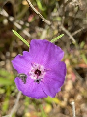Clarkia tenella