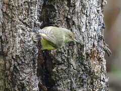 Acanthiza reguloides australis