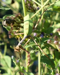 Pseudovates chlorophaea