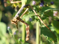 Pseudovates chlorophaea