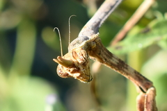 Pseudovates chlorophaea