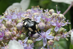 Mausoleopsis amabilis