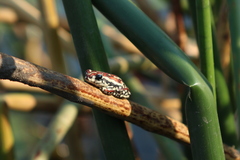 Hyperolius parallelus