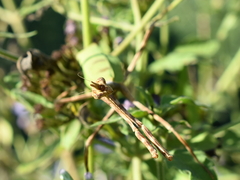 Pseudovates chlorophaea