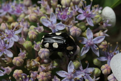 Mausoleopsis amabilis