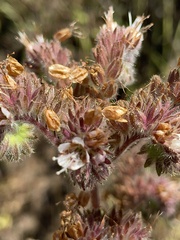 Phacelia secunda