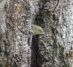 Acanthiza reguloides australis