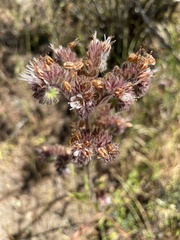 Phacelia secunda