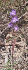 Thelymitra alcockiae