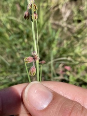 Aspidoglossum woodii