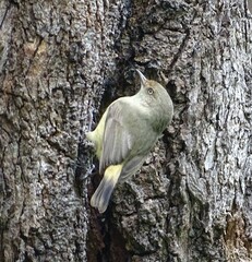 Acanthiza reguloides australis