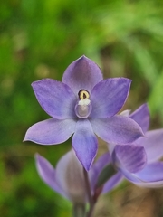 Thelymitra alcockiae