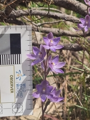 Thelymitra alcockiae