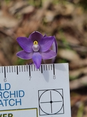 Thelymitra alcockiae