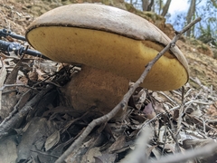 Phlebopus marginatus