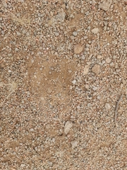 Equus zebra hartmannae