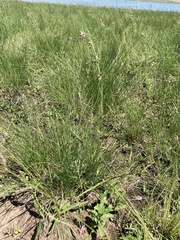 Aspidoglossum woodii