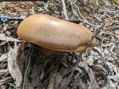 Phlebopus marginatus