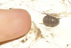 Melolonthinae